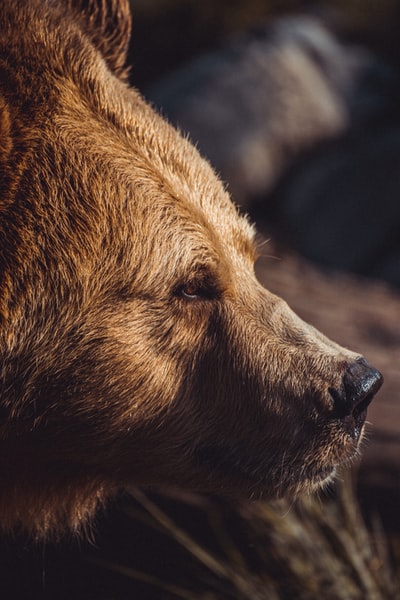 Brown bear close-up photography
